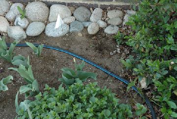 a drip line installed on the ground